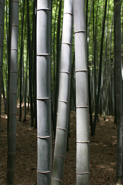 A bamboo forest provides sustainable flooring