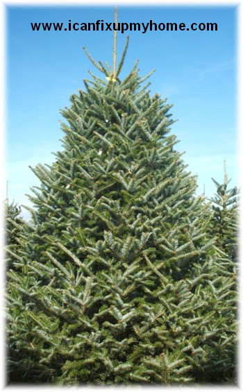 A Live Christmas Tree