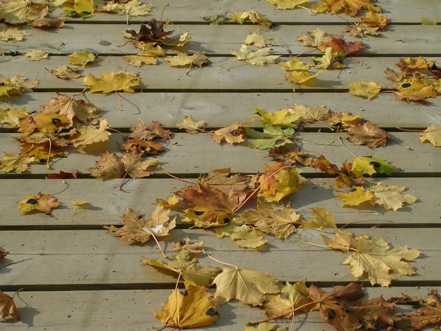 Leaves on a Deck