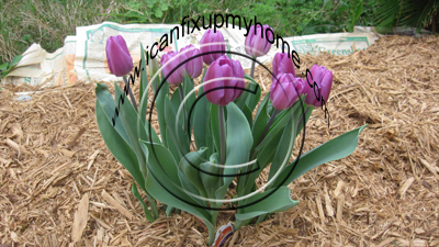 Lavender_tulips_blooming_in_mulch; photo courtesy Kelly Smith