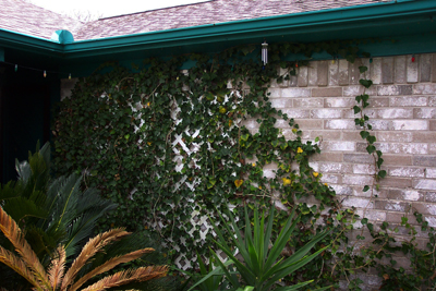 Rain gutters and English ivy; photo courtesy Kelly Smith